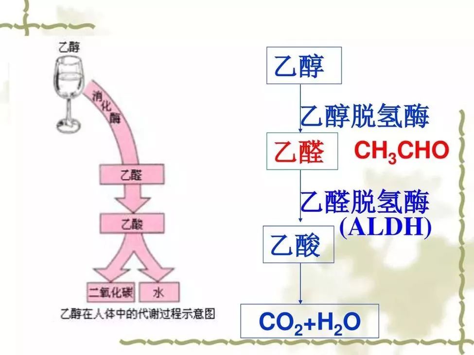 乙醛脱氢酶（ALDH）性质
