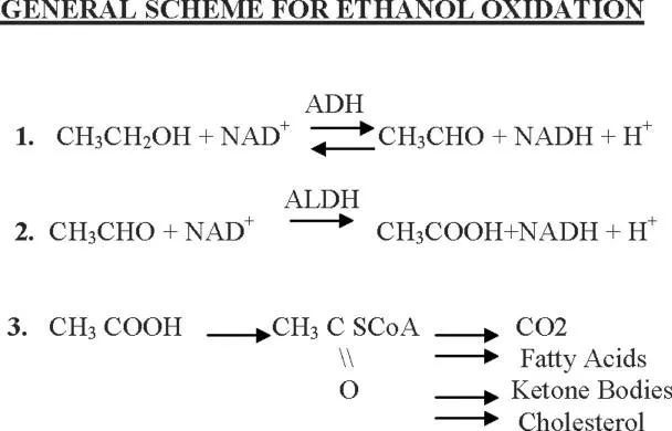 乙醛脱氢酶（ALDH）分类